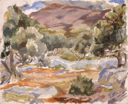 Olivenhain in Dalmatien