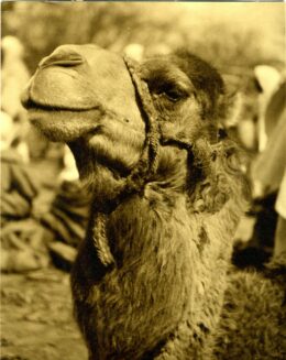 Portrait eines Kamels in Sidi bou said